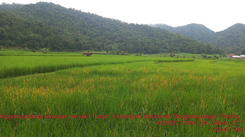 Sawah Tangguang 2024 01 18 a.jpg