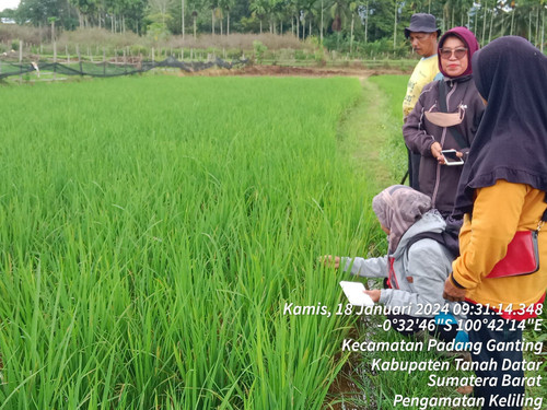 Ateh Jambu 2024 01 18.jpg