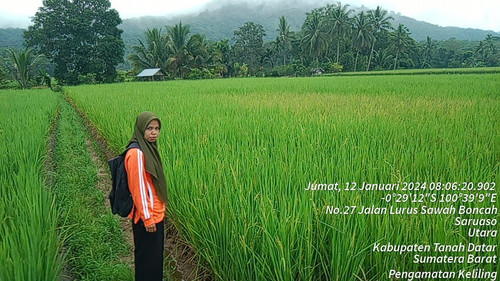 Sawah Bonca.jpg