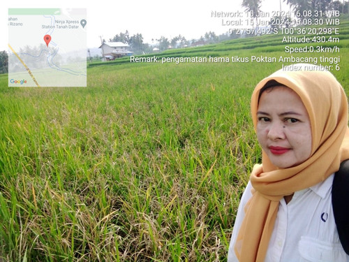 Ambacang Tinggi 2024 01 15.jpg