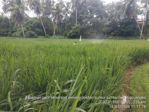 Sumur Lumbu 2024 01 18.jpg