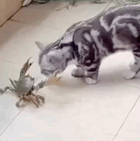 RO5paqSCmt8Zrhn.gif