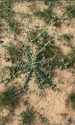 0F63233C 3788 4C36 901D ED179A210789.jpg