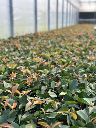 WhatsApp Image 2024 01 17 at 16.40.43 1ff6b666.jpg