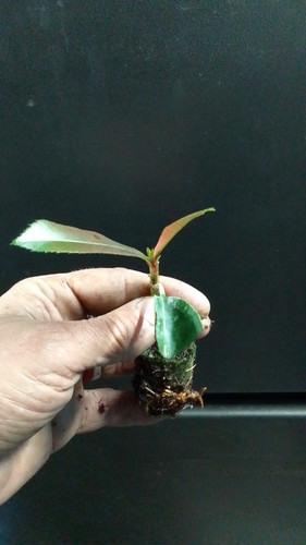 WhatsApp Image 2024 01 17 at 16.40.44 b67055da.jpg