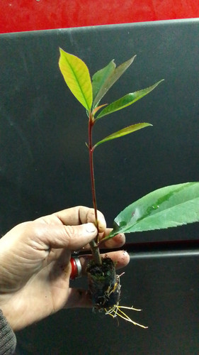 WhatsApp Image 2024 01 17 at 16.40.44 719fdb01.jpg