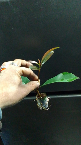 WhatsApp Image 2024 01 17 at 16.40.44 5b4520d6.jpg