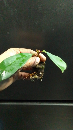 WhatsApp Image 2024 01 17 at 16.40.44 96987c96.jpg