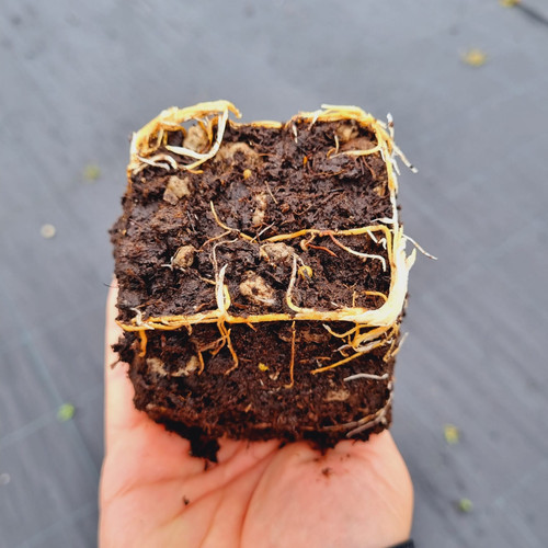 WhatsApp Image 2024 01 17 at 16.41.07 5ada55e1.jpg