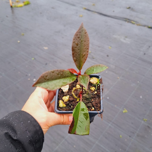 WhatsApp Image 2024 01 17 at 16.41.07 55d9e86c.jpg