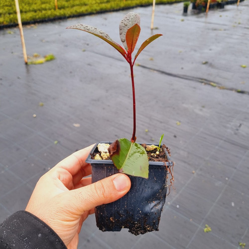 WhatsApp Image 2024 01 17 at 16.41.07 7df1cf73.jpg