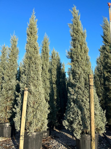 Cupressus arizonica 450 500cm.jpg