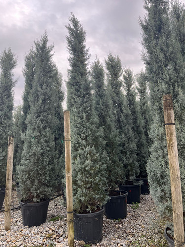 Cupressus arizonica 400 450cm.jpg