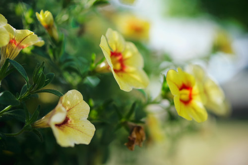 Yellow flowers from vase