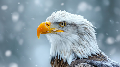 eagle pastel color illustration wallpaper white border edges amazing focus ar 169 00024 00.jpg