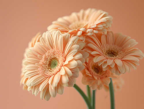Aesthetic gerbera flower stems Pastel tan warm beige coloursminimalistic emotional ar 43 00001 01.jpg
