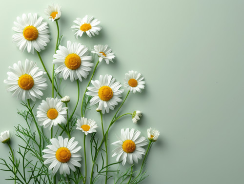 Beautiful flowers composition Chamomile on light green background Flat lay top view copy spaceminima.jpg
