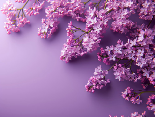 Branches of blossoming lilac on a purple backgroundminimalistic emotional ar 43 00024 01.jpg