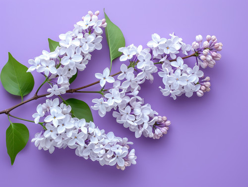 Branches of blossoming lilac on a purple backgroundminimalistic emotional ar 43 00024 00.jpg