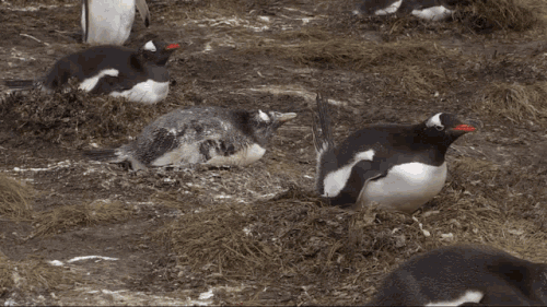 shit in your face shit.gif