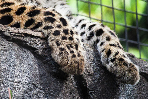 snow leopard paws josh klein.jpg