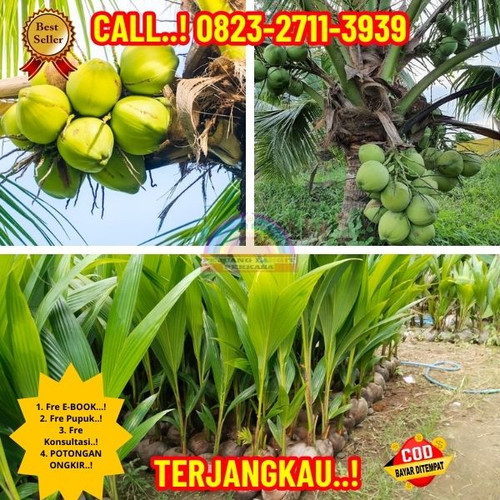 GRATIS KONSULTASI ! H.Tovix CALL : 0823-2711-3939 Penjual Pohon Kelapa Varigata di Kebumen-Ayah-Kara.jpg