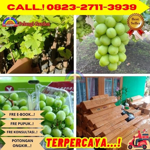 BISA COD ! H.Tovix CALL: 0823-2711-3939 Jual Benih Anggur Shine Muscat Di Kebumen.jpg
