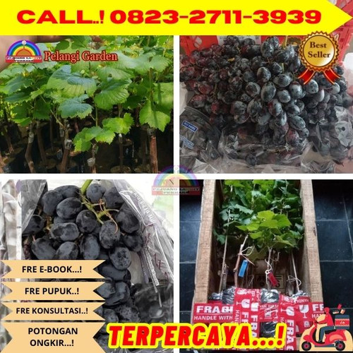 HARGA PARTAI ! H.Tovix CALL: 0823-2711-3939 Jual Benih Anggur Tanpa Biji Di Kebumen.jpg