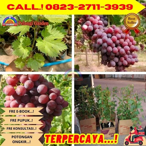 CEPAT BERBUAH ! H.Tovix CALL: 0823-2711-3939 Jual Benih Anggur Ninel Di Kebumen.jpg