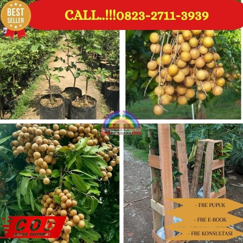 COD ! CALL: 0823-2711-3939 Jual Bibit Kelengkeng New Kristal Dongkelan Di Kebumen Klirong-Jatimalang.jpg