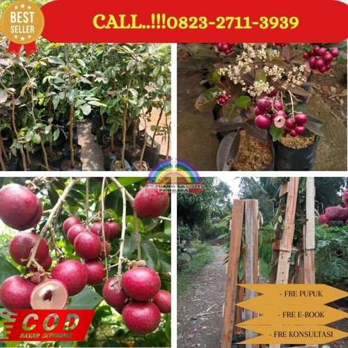 HARGA PETANI ! CALL: 0823-2711-3939 Jual Bibit Kelengkeng Merah Berbunga Di Kebumen Klirong-Kaliwung.jpg