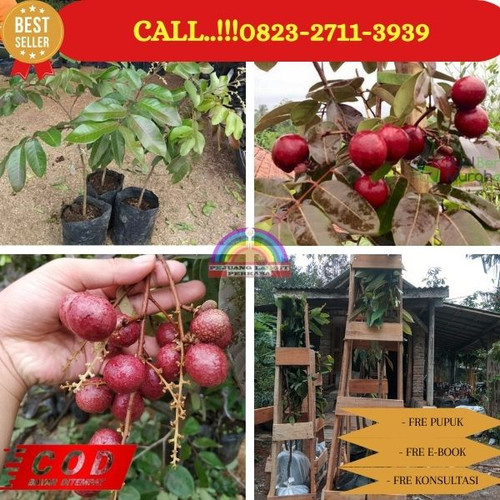HARGA PARTAI ! CALL: 0823-2711-3939 Jual Bibit Kelengkeng Merah Di Kebumen Klirong-Jogosimo.jpg