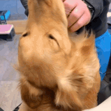 vivaldi 2024 01 18 21 21 07.gif