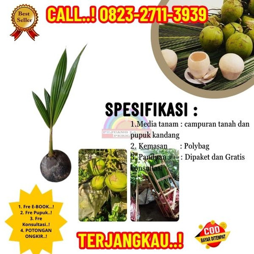 HARGA PENJUAL ! H.Tovix CALL : 0823-2711-3939 Penjual Pohon Kelapa Tunggal di Kebumen-Ayah-Bulurejo.jpg