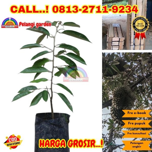 TERPERCAYA ! H.Tovix CALL: 0813-2711-9234 Jual Pohon Durian Depan Rumah Ke Kec.Puding Besar-Desa Pad.jpg