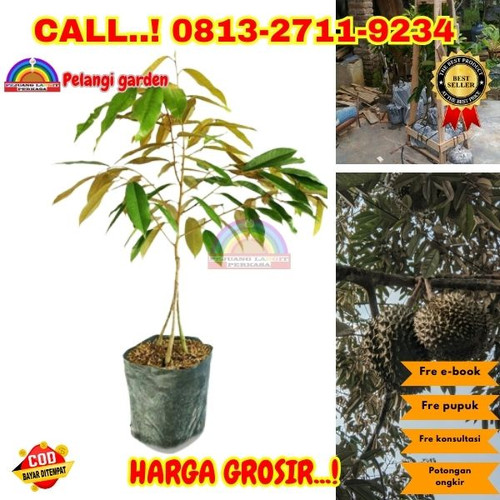 TEREKOMENDASI ! H.Tovix CALL: 0813-2711-9234 Jual Pohon Durian Duri Hitam Berbuah Ke Kec.Puding Besa.jpg