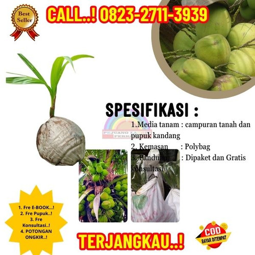 HARGA MURAH ! H.Tovix CALL : 0823-2711-3939 Penjual Pohon Kelapa Tinggi di Kebumen-Ayah-Candirenggo.jpg