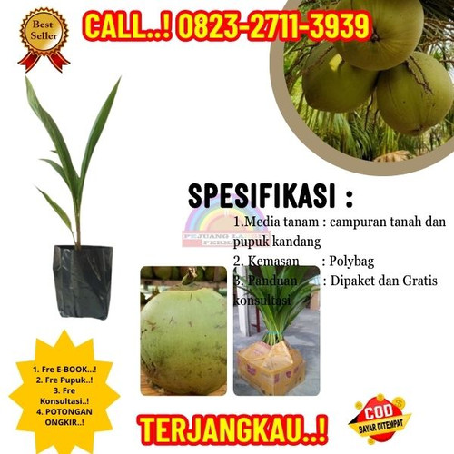 BANTING HARGA ! H.Tovix CALL : 0823-2711-3939 Penjual  Pohon Kelapa Seribu Manfaat di Kebumen-Ambal-.jpg