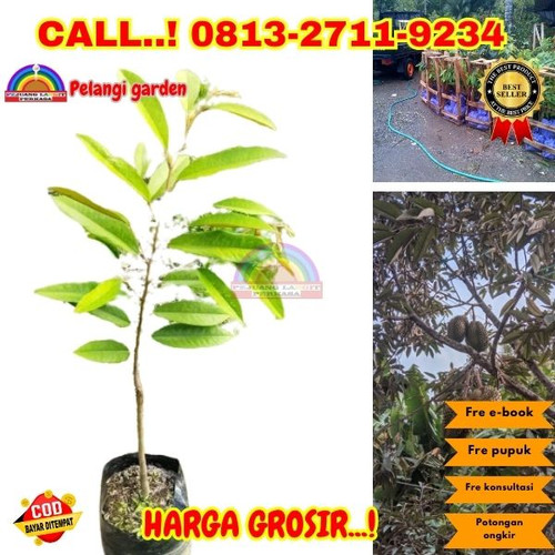 HARGA PETANI ! H.Tovix CALL: 0813-2711-9234 Jual Pohon Durian Dalam Pot Ke Kec.Puding Besar-Desa Kut.jpg