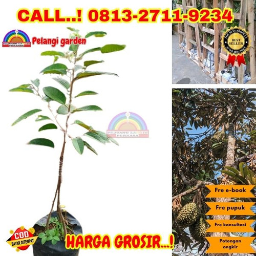 HARGA GROSIR ! H.Tovix CALL: 0813-2711-9234 Jual Pohon Durian Duri Hitam Ke Kec.Puding Besar-Desa Bu.jpg