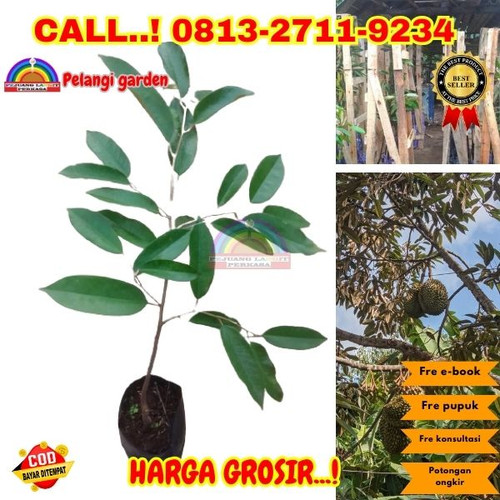 HARGA RESELLER ! H.Tovix CALL: 0813-2711-9234 Jual Pohon Durian Cepat Besar Ke Kec.Puding Besar-Desa.jpg
