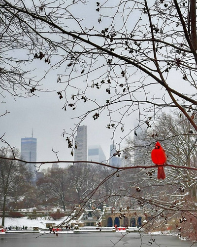 NYC sous la neige (7).jpg