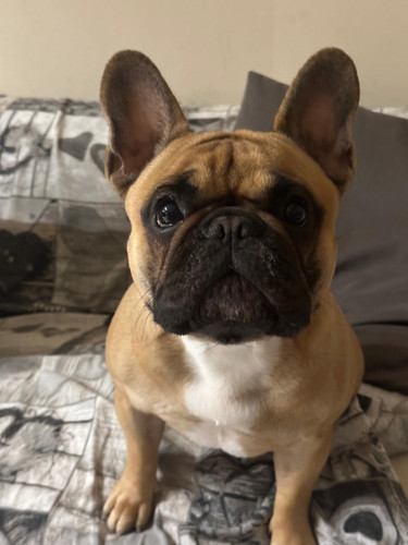 IMG 20240119 WA0009.jpg