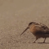 944ac35d34b02a0a.out.20200504 201020.gif