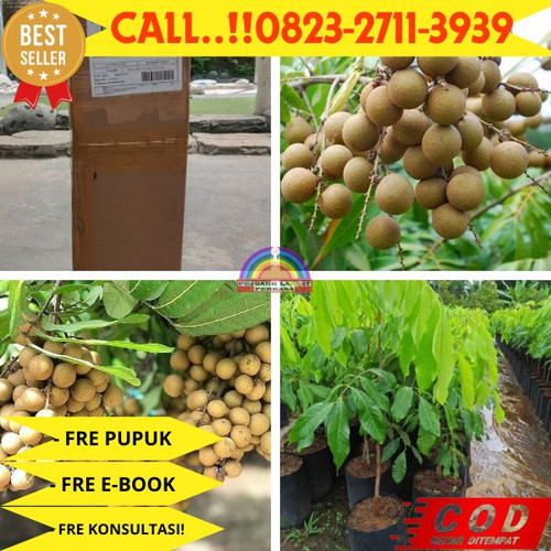 TERBATAS ! CALL: 0823-2711-3939 Jual Bibit Kelengkeng New Kristal Magelang Di Kebumen Klirong-Sitire.jpg