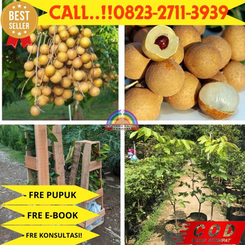 HARGA PENJUAL ! CALL: 0823-2711-3939 Jual Bibit Kelengkeng Puangray Di Kebumen Kutowinangun-Babadsar.jpg