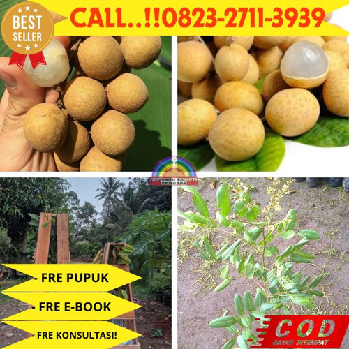 LANGSUNG PETANI ! CALL: 0823-2711-3939 Jual Bibit Kelengkeng Pingpong Di Kebumen Klirong-Wotbuwono.jpg