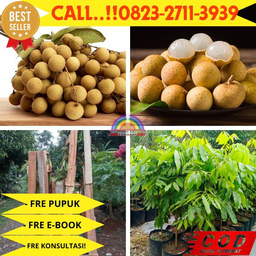 HARGA GROSIR ! CALL: 0823-2711-3939 Jual Bibit Kelengkeng Online Di Kebumen Klirong-Tanggulangin.jpg