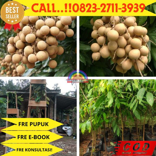 HARGA PARTAI ! CALL: 0823-2711-3939 Jual Bibit Kelengkeng New Kristal 2 Di Kebumen Klirong-Tambakagu.jpg