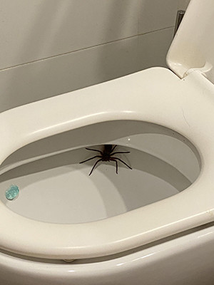 tsfkitfoh5461 copy.jpg